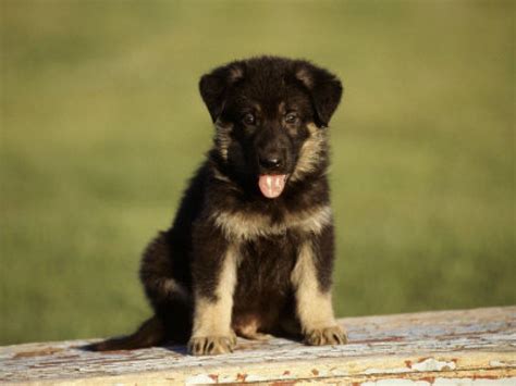 German Shepherd Puppy Wallpapers - Wallpaper Cave