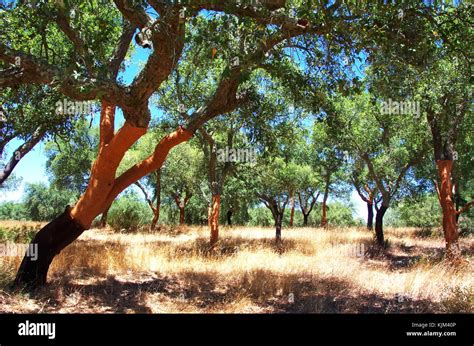 Cork oak forest hi-res stock photography and images - Alamy