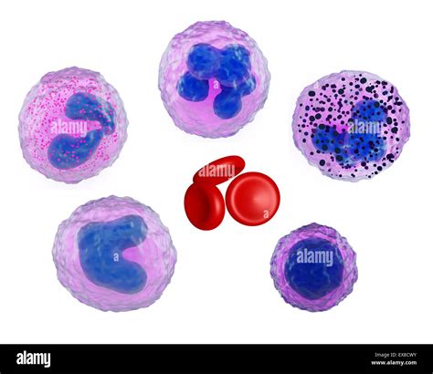 Ilustraci N De Los Tipos Principales De C Lulas Sangu Neas Fotograf A
