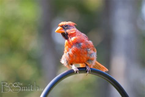 Photograph Molting Cardinal by Ben Smith on 500px