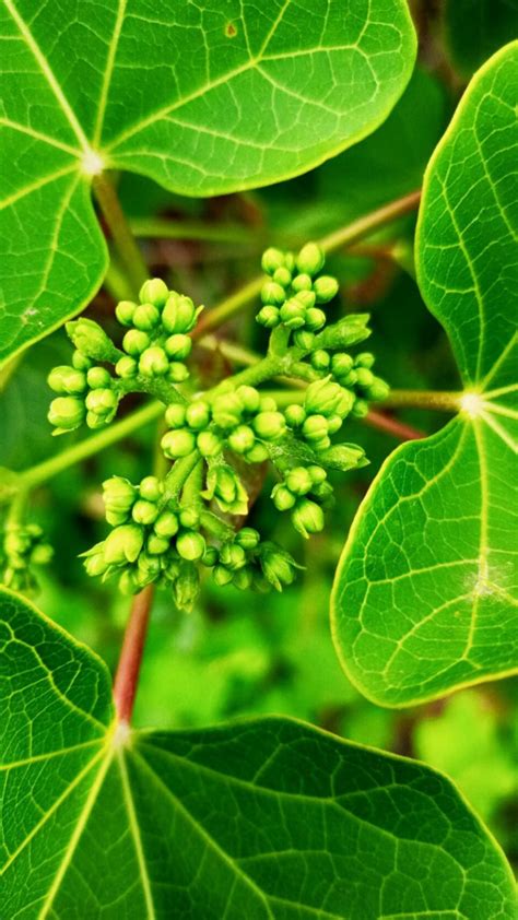 Beautiful jatropha plant – Artofit