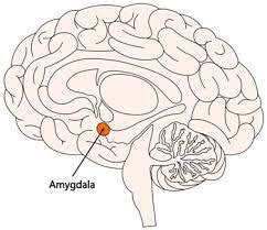 Understanding the Impact of Amygdala Damage – EZNurse