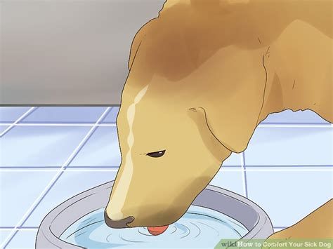 3 Ways to Comfort Your Sick Dog - wikiHow Pet