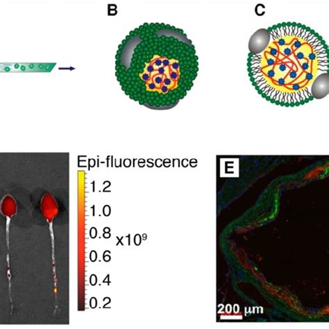 A Scheme Of The Synthesis Of Plga Hdl By Microfluidic Technology