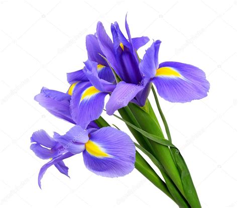 Purple iris flower — Stock Photo © vencav #25375695