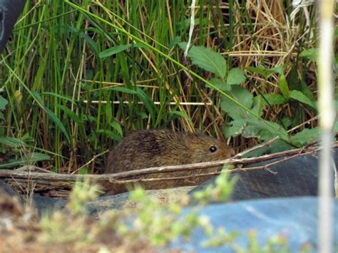 Hispid Cotton Rat Edisto Island Open Land Trust South Carolina