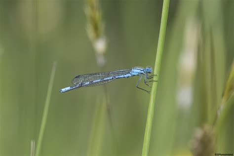 Damselfly Damselfly J Skelly Flickr