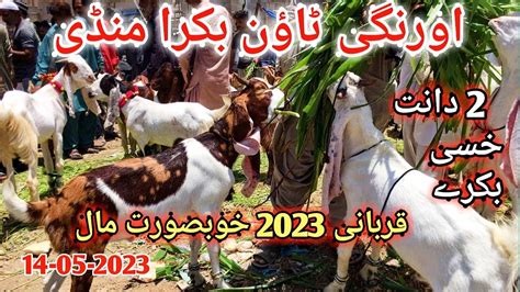 Orangi Town Bakra Mandi Latest Rates Update 14 05 2023 Qurbani 2023