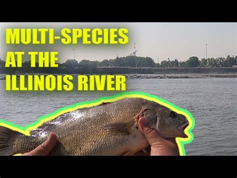 Multi Species Day At The Illinois River Bottom Fishing Youtube