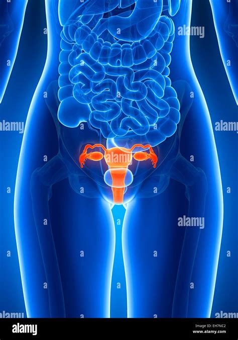 Parts Of Uterus Anatomy