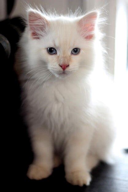 Premium Photo | A white siberian cat kitten