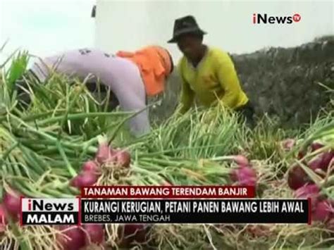 Petani Di Brebes Merugi Akibat Ratusan Hektar Tanaman Bawang Terendam