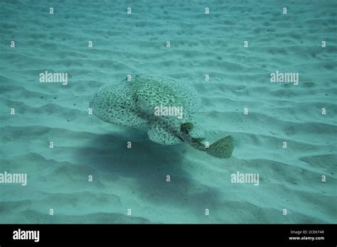 Marbled Electric Ray Fuerteventura Canary Islands Stock Photo Alamy