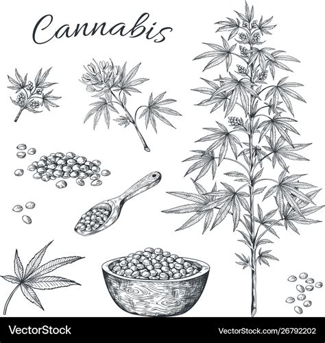 Hand Drawn Cannabis Hemp Plant With Seeds Leaves Vector Image