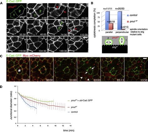 Septins Regulate The Contractility Of The Actomyosin Ring To Enable