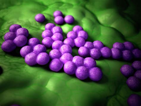 Mrsa Bacteria Photograph By Sebastian Kaulitzkiscience Photo Library