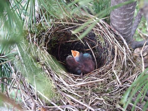 Nest of bullfinch | National Park Sharr Mountain | Bekim Bytyqi | Flickr