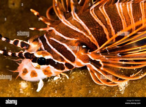 Spotfin Lionfish Hi Res Stock Photography And Images Alamy