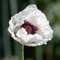 Papaver Orientale Perry S White Klaproos Les Bulbes A Fleurs