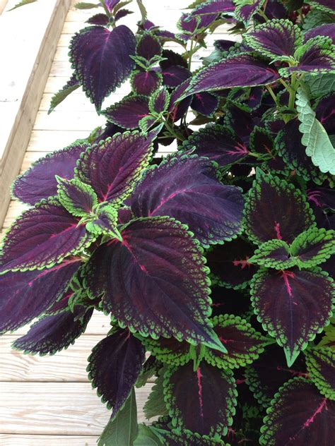 Coleus Plant Leaves Plants Black Garden