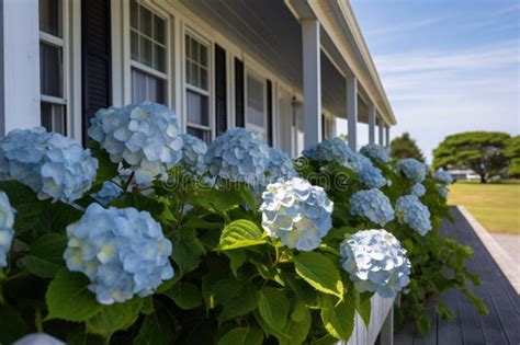 Hydrangeas Near The Front Porch Of A Cape Cod Cottage Stock Photo