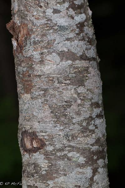 Sorbus americana (American Mountain Ash, American Rowan, American Rowan Tree, Mountain-Ash ...