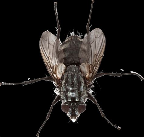 Free Fly PNG Images with Transparent Backgrounds - FastPNG.com