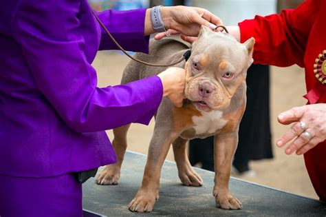 Um cão da raça american bully em uma exposição de cães Foto Premium