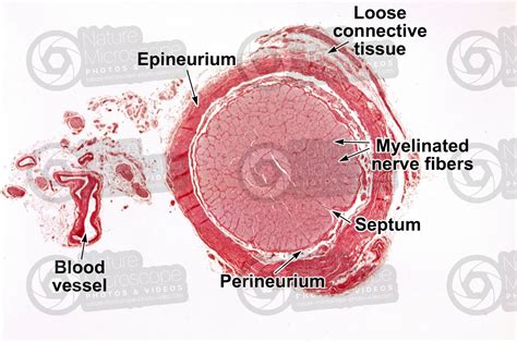 Optic Nerve Histology