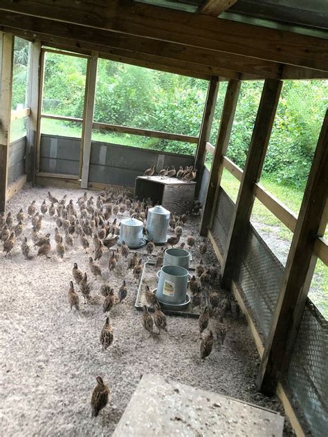 Backyard Chicken Coop Plans Diy Chicken Coop Chicken Farm Chickens