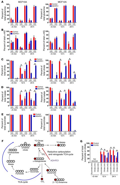 A Retrograde Tricarboxylic Acid Tca Cycle Is Induced By Adhfe1 In