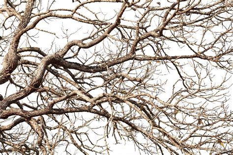 Tree twigs with bare trunks and branches 9806730 Stock Photo at Vecteezy