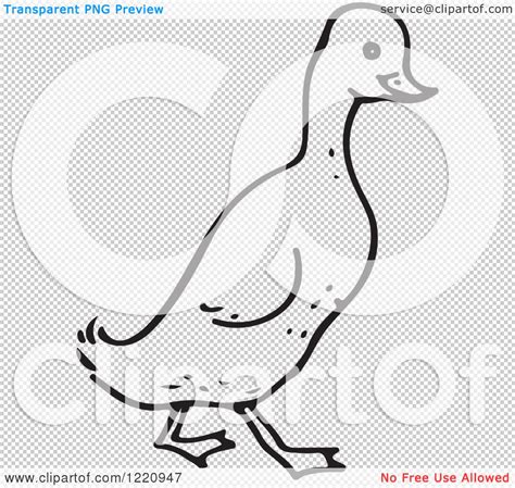 Clipart Of A Black And White Walking Duck Royalty Free Vector