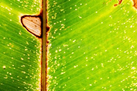 Green Leaf Texture Mottled With Yellow Of Platanillo Heliconia