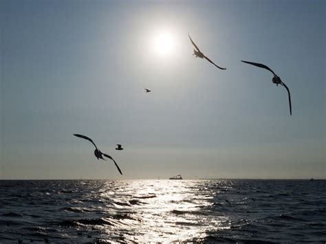 Premium Photo Seagull Birds Flying In Sunset Over The Sea