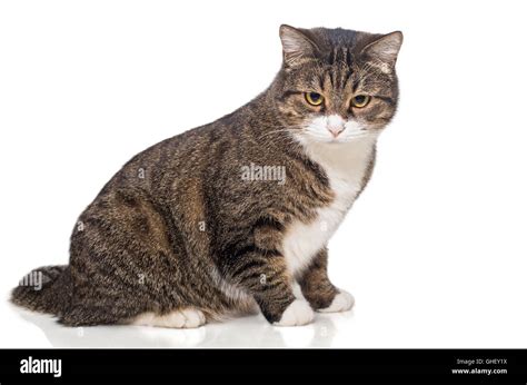 Big, fat grey cat, side view, isolated on white Stock Photo - Alamy