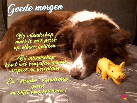 Pin Van Nicole Noens Op Vriendschappen Vriendschap Vrienden Honden