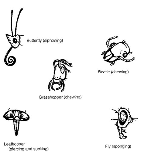 Solved Head: Mouthparts Label The Following Diagram, 51% OFF