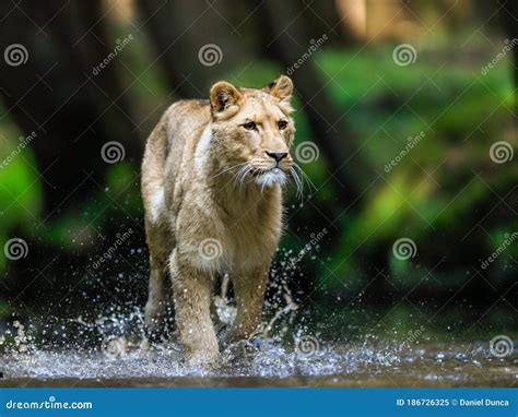 Lioness Chasing Pack Of Zebra In Africa Royalty Free Stock Photo