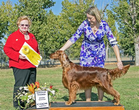 Our Dogs Irish Setters - Bright Star Setters