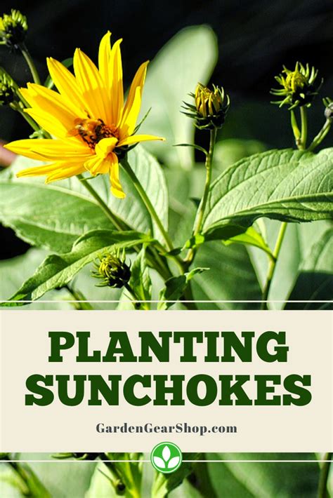 Jerusalem Artichoke Planting Guide - blog.octopussgardencafe.com