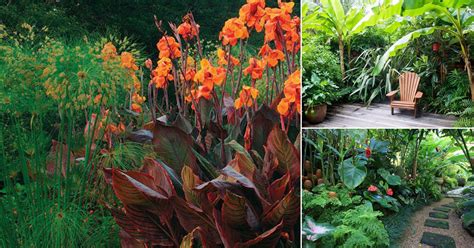 26 Cold Hardy Tropical Plants For Cold Climates