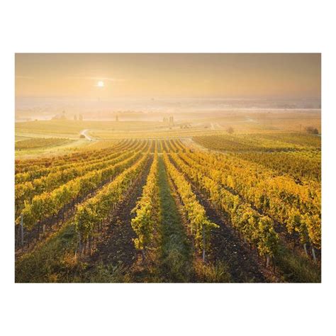 Herbstliche Weinberge Bei Wien Glasbild Im Querformat Bilderwelten