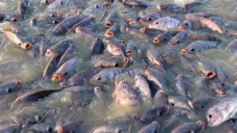 Culture Management Of Monosex Tilapia Tilapia Fish Feeding In Fish