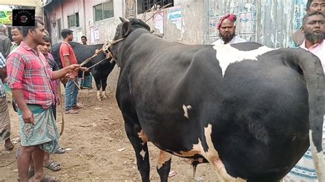 আজ ৫ ডিসেম্বর২৩ মাংসের ওজন সহ বড় বড় ষাঁড় গরুর কেনা বেচা