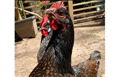 Barnevelder Chicken: A Complete Care Guide | Chicken Fans