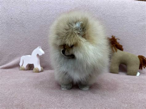 Szpic Miniaturowy Mini Dziewczynka Pomeranian Boo Kwidzyn Olx Pl