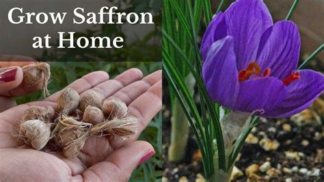 Saffron Seeds Growing Guide And Tips For Cultivating Saffron At Home