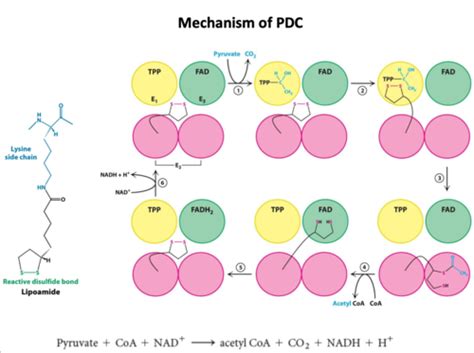 Pyruvate Dehydrogenase Complex Pdc Flashcards Quizlet