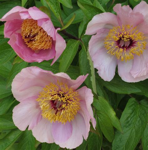 Single Flowered Peony Beautiful Garden Plant